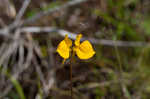 Horned bladderwort